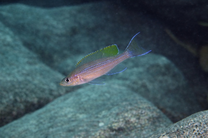 Paracyprichromis brieni 'Ifala'